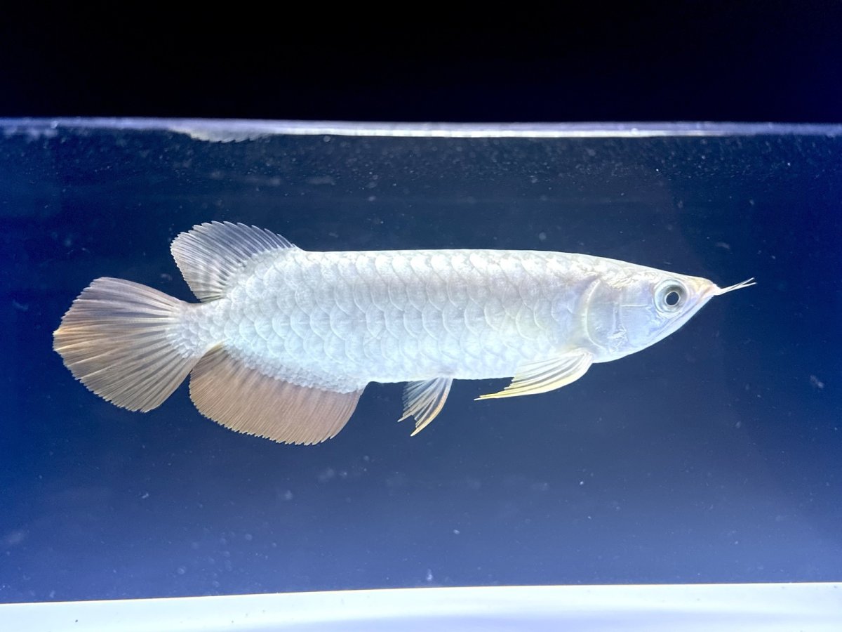 画像2: 【動画有】過背金龍 CB711 (2)