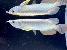画像1: 【動画有】過背金龍 CB714 シャークマウス (1)