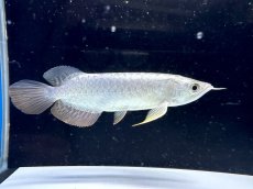画像2: 【動画有】過背金龍 CB717 (2)