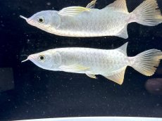 画像1: 【動画有】過背金龍 CB710 (1)