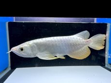 画像3: 【動画有】過背金龍 CB710 (3)