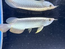 画像4: 【動画有】過背金龍 CB714 シャークマウス (4)