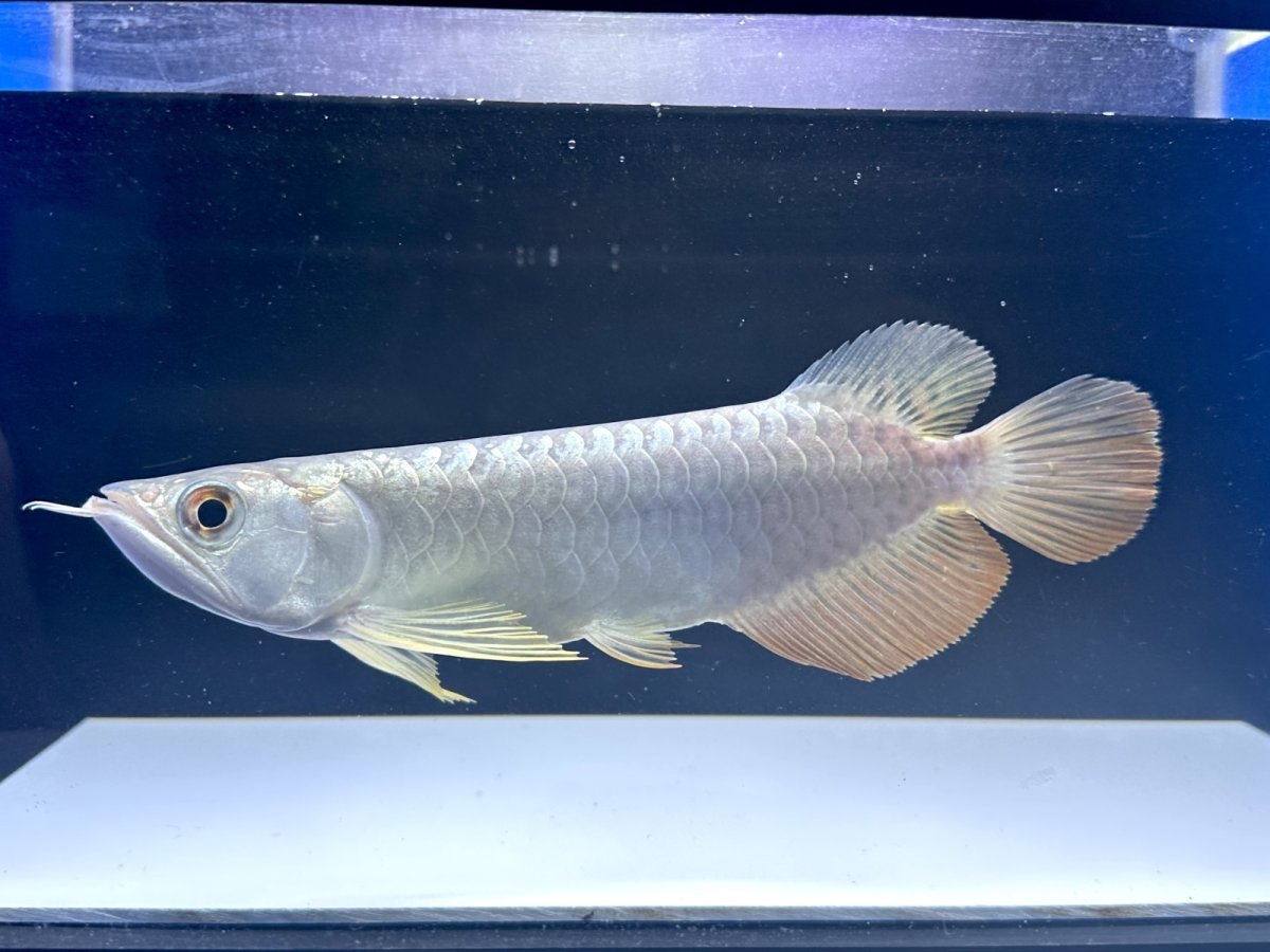 画像5: 【動画有】過背金龍 CB712 (5)