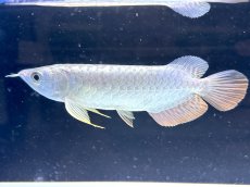 画像3: 【動画有】過背金龍 CB717 (3)