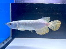 画像1: 【動画有】過背金龍 CB719 (1)