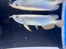 画像5: 【動画有】過背金龍 CB714 シャークマウス (5)