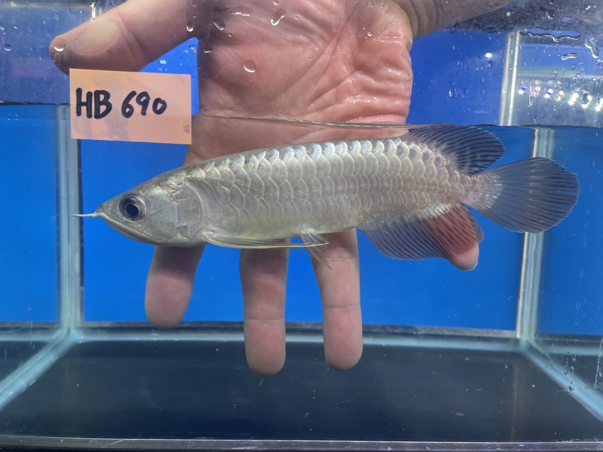 画像1: 高背金龍 HB690 (1)