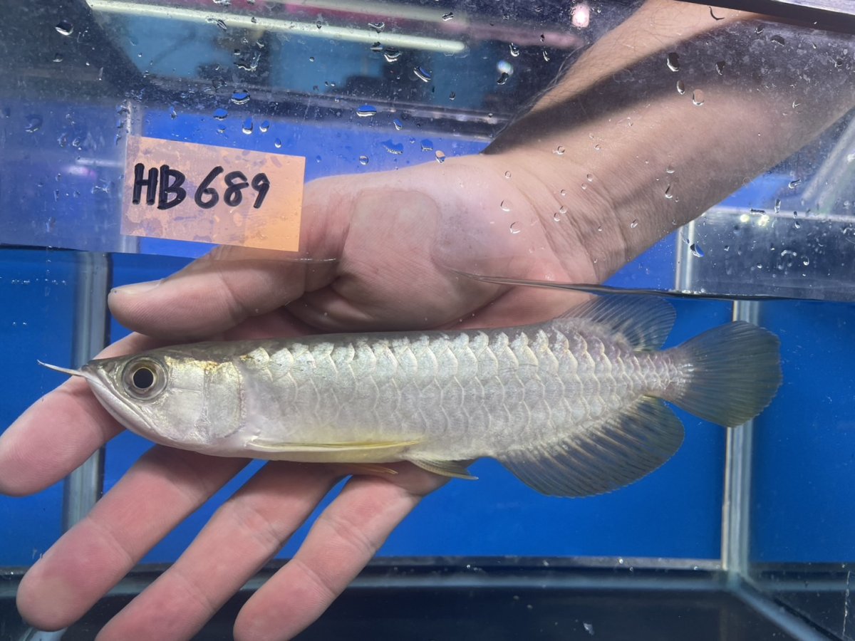 画像1: 高背金龍 HB689 (1)