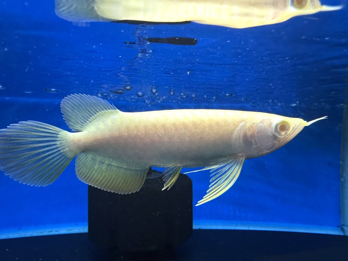 画像2: 【動画有】アルビノ過背金龍 ACB700 (2)
