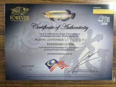 画像6: 【動画有】アルビノ過背金龍 ACB700 (6)