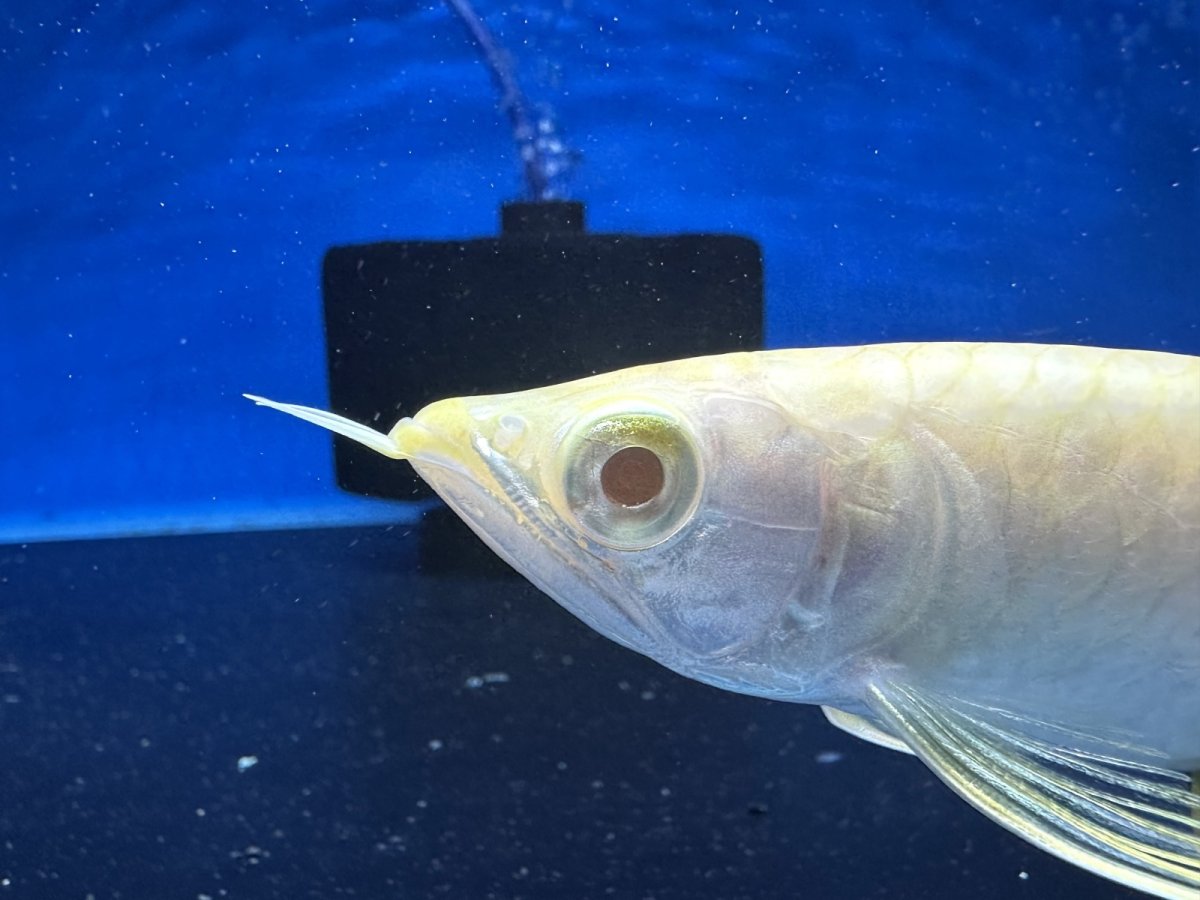 画像5: 【動画有】アルビノ過背金龍 ACB700 (5)