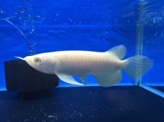 画像3: 【動画有】アルビノ過背金龍 ACB700 (3)