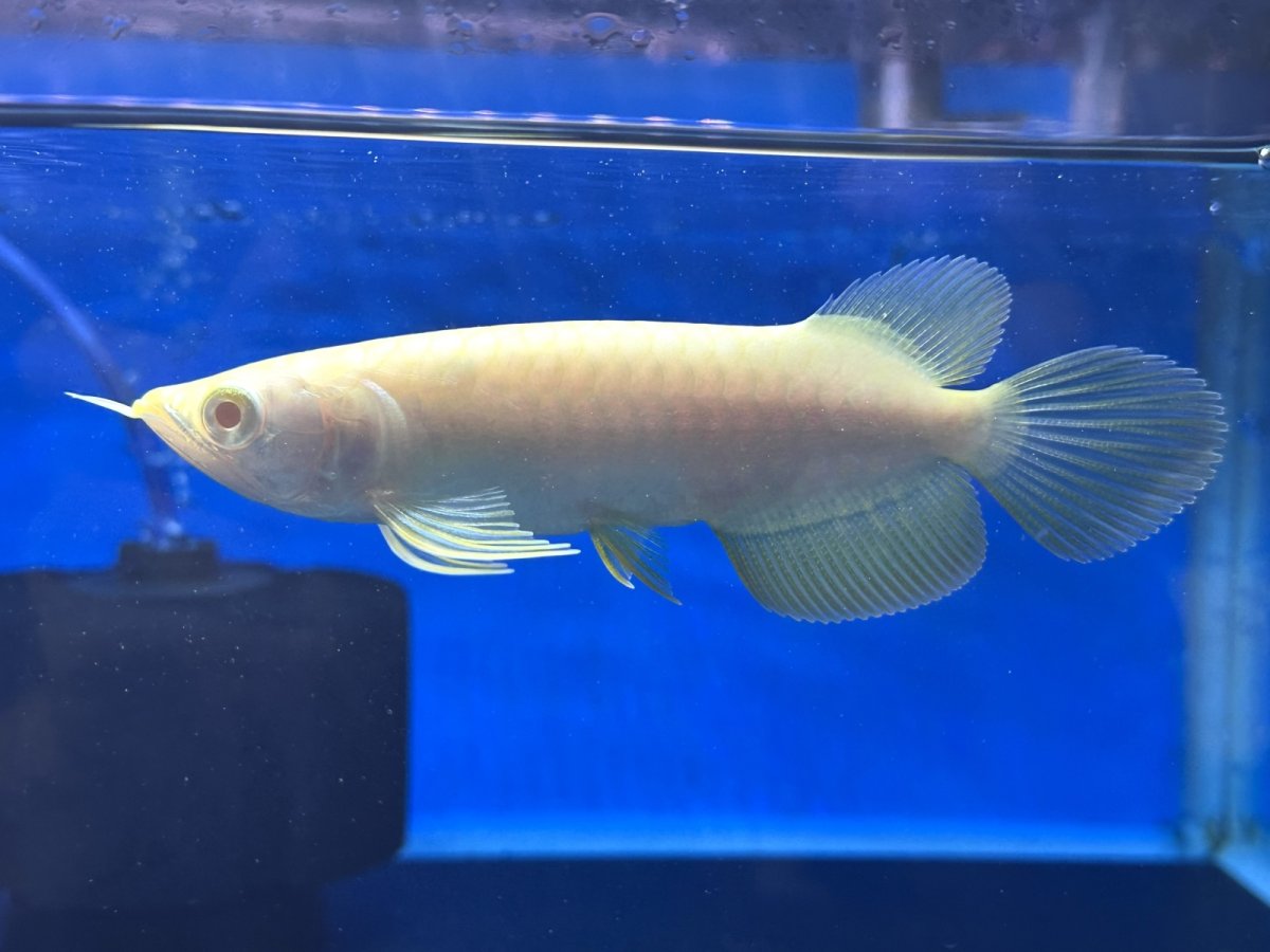 画像1: 【動画有】アルビノ過背金龍 ACB700 (1)
