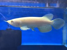 画像1: 【動画有】アルビノ過背金龍 ACB700 (1)