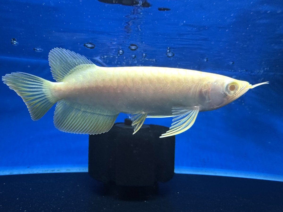 画像4: 【動画有】アルビノ過背金龍 ACB700 (4)