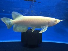 画像4: 【動画有】アルビノ過背金龍 ACB700 (4)
