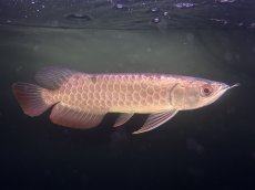 画像2: 【動画有】ブキメラブルー BB657 (2)