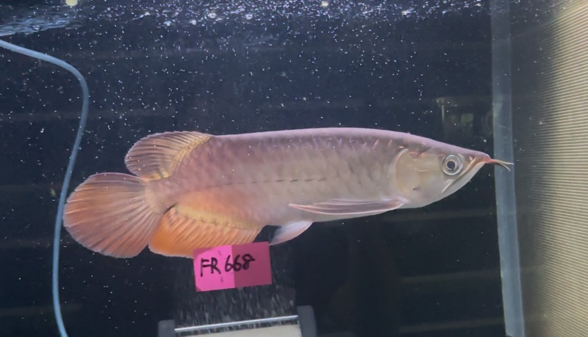 画像1: 【動画有】フォーエバーレッド FR668 (1)