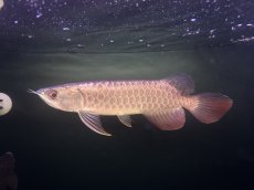 画像1: 【動画有】ブキメラブルー BB657 (1)