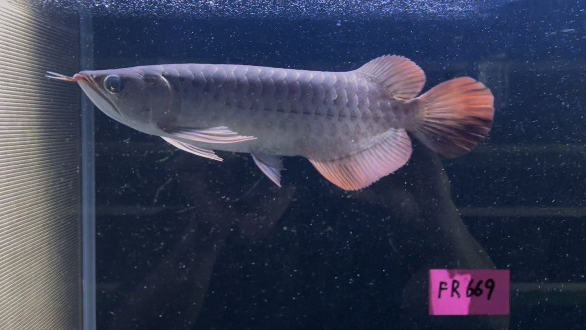 画像1: 【動画有】フォーエバーレッド FR669 (1)