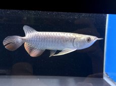 画像2: 過背金龍 CB707 (2)