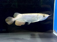 画像2: 過背金龍 CB709 (2)