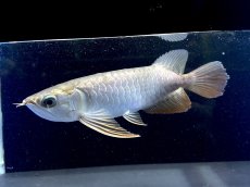 画像3: 紫紅金龍 TY589 (3)