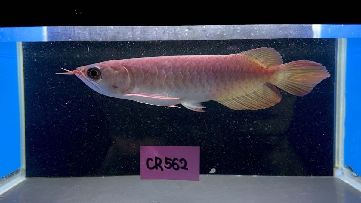 画像1: 【動画有】チリレッド CR562 (1)