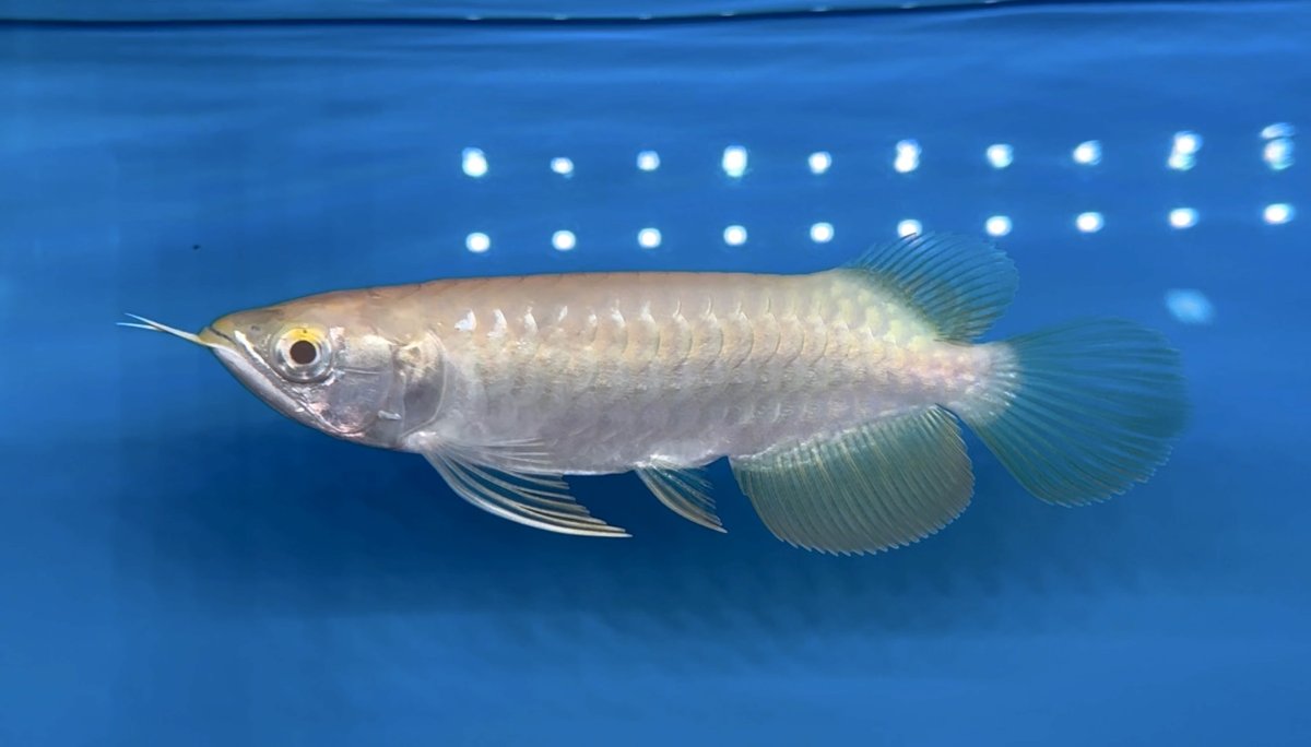 画像1: 【動画有】アルビノ過背金龍 ACB778 (1)