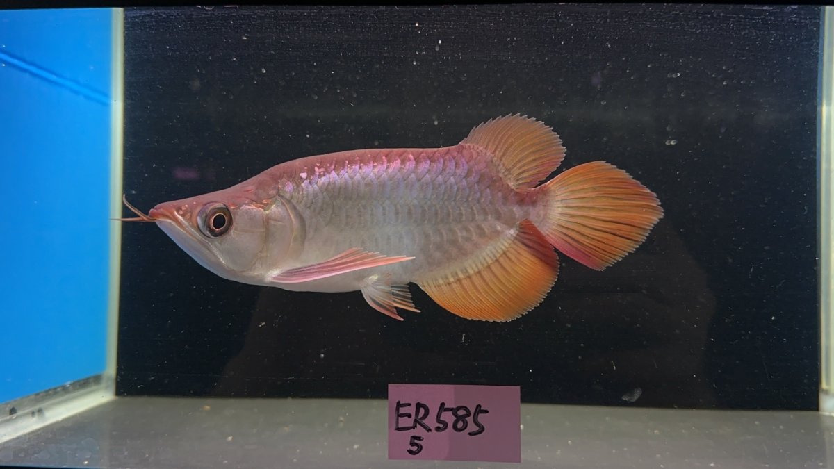 画像1: 【動画有】エキストリームレッド(ショート) ER585 (1)