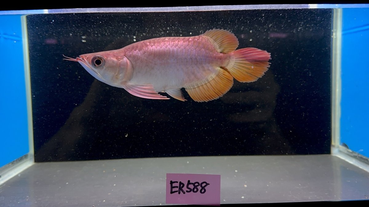 画像1: 【動画有】エキストリームレッド(ショート) ER588 (1)