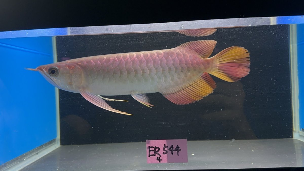 画像1: 【動画有】エキストリームレッド☆☆☆☆ ER544 (1)