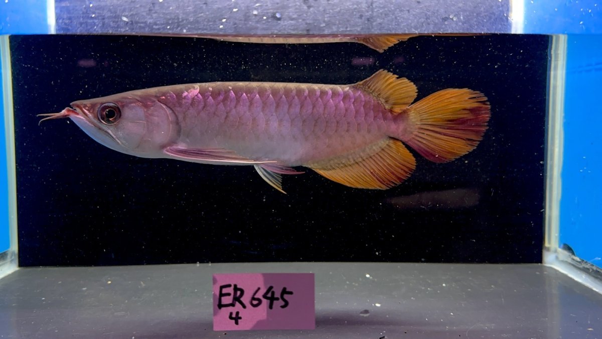 画像1: 【動画有】エキストリームレッド☆☆☆☆ ER645 (1)