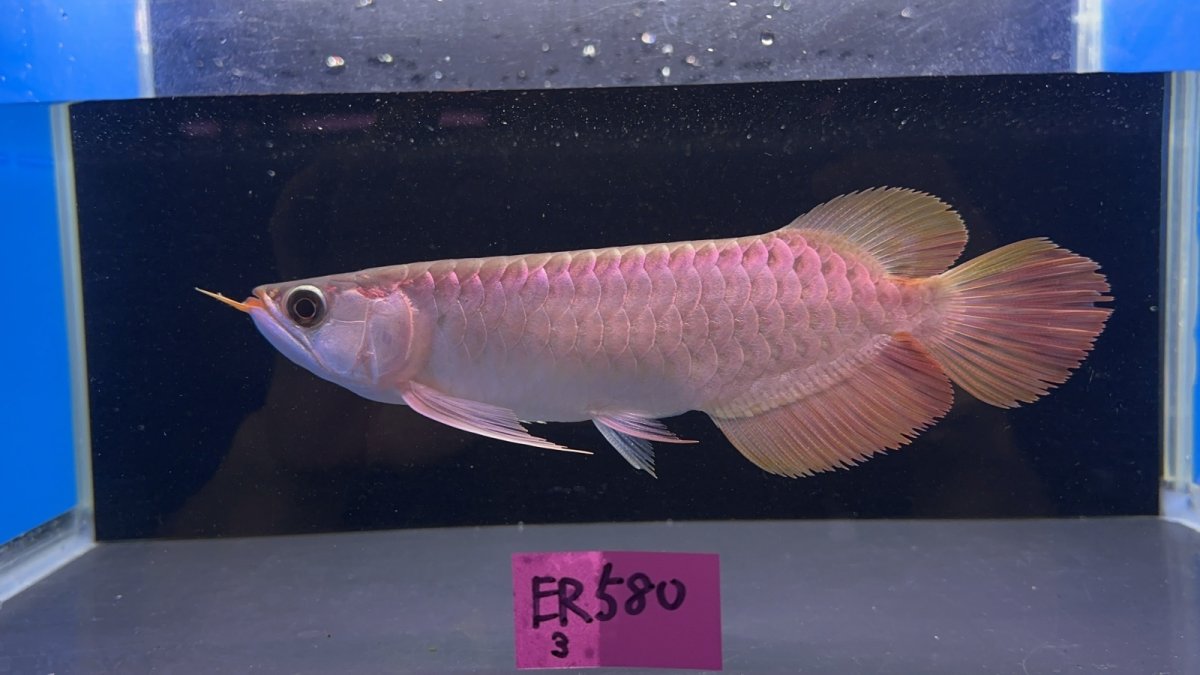 画像1: 【動画有】エキストリームレッド☆☆☆☆ ER543 (1)
