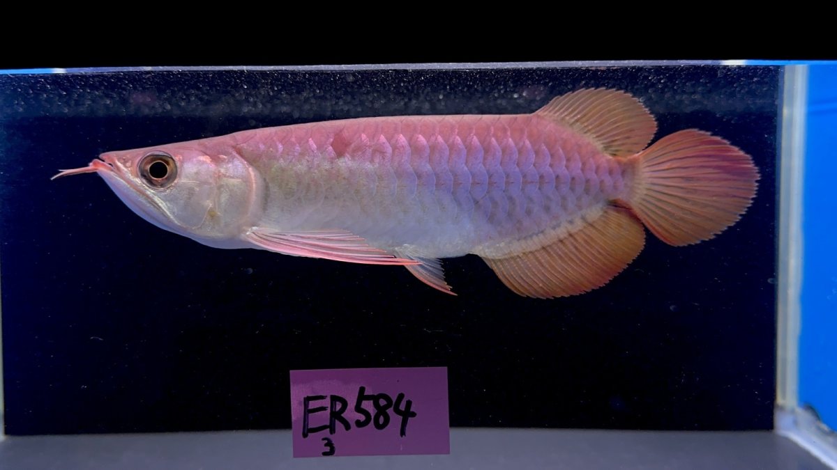 画像1: 【動画有】エキストリームレッド⭐︎⭐︎⭐︎ ER584 (1)