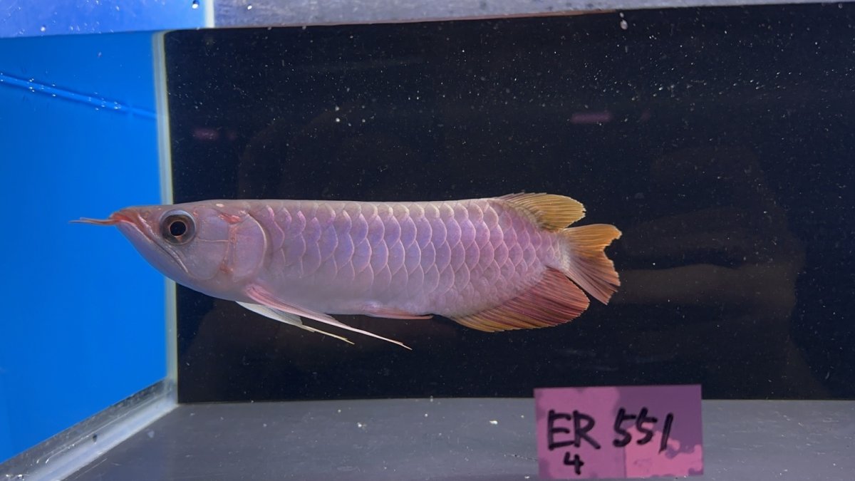 画像1: 【動画有】エキストリームレッド☆☆☆☆ ER551 (1)