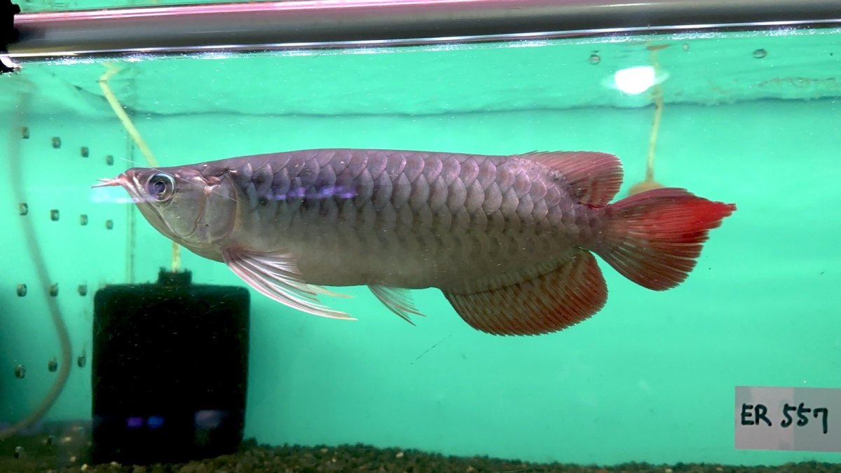 画像1: 【動画有】エキストリームレッド☆☆☆☆ ER557 (1)