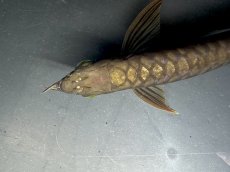 画像5: 過背金龍 CB716 (5)