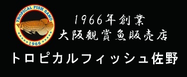 トロピカルフィッシュ佐野